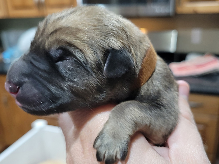 chinook puppy